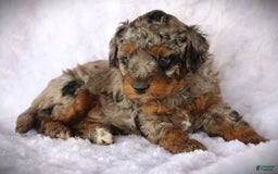 Miniature Poodle dogs for sale: Duke - Image 1