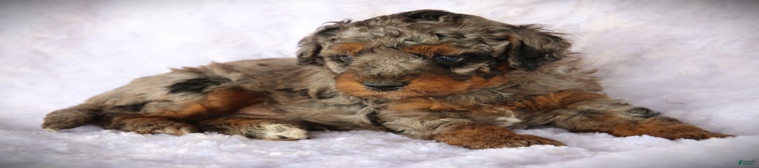 Duke