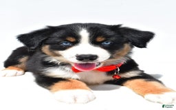 Australian Shepherd dogs for sale: Kyle - Image 7