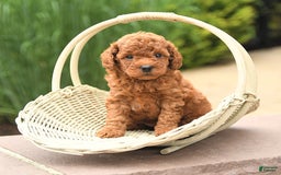 Cockapoo dogs for sale: Melody - Image 4
