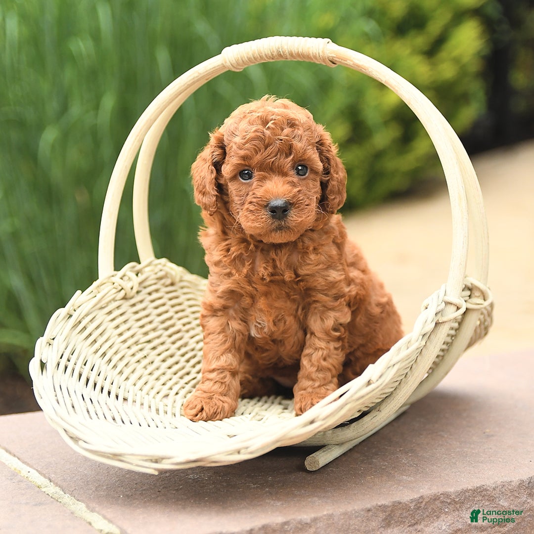 Cockapoo dogs for sale: Melody - Image 4