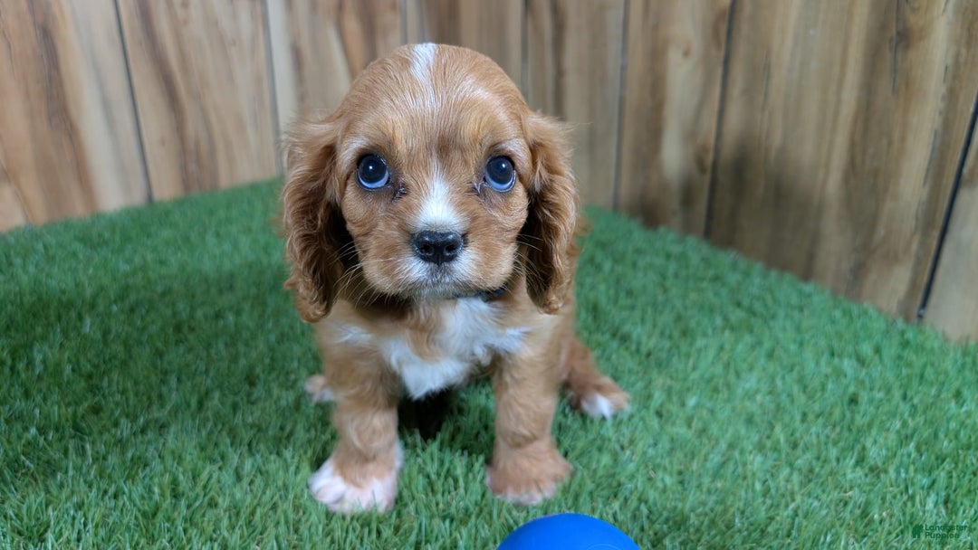 Cavalier King Charles Spaniel dogs for sale: Bridgette Boy 1 - Image 3