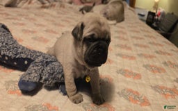 Pug dogs for sale: Davy - Image 9