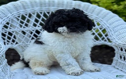 Cavapoo dogs for sale: Carnation - Image 1