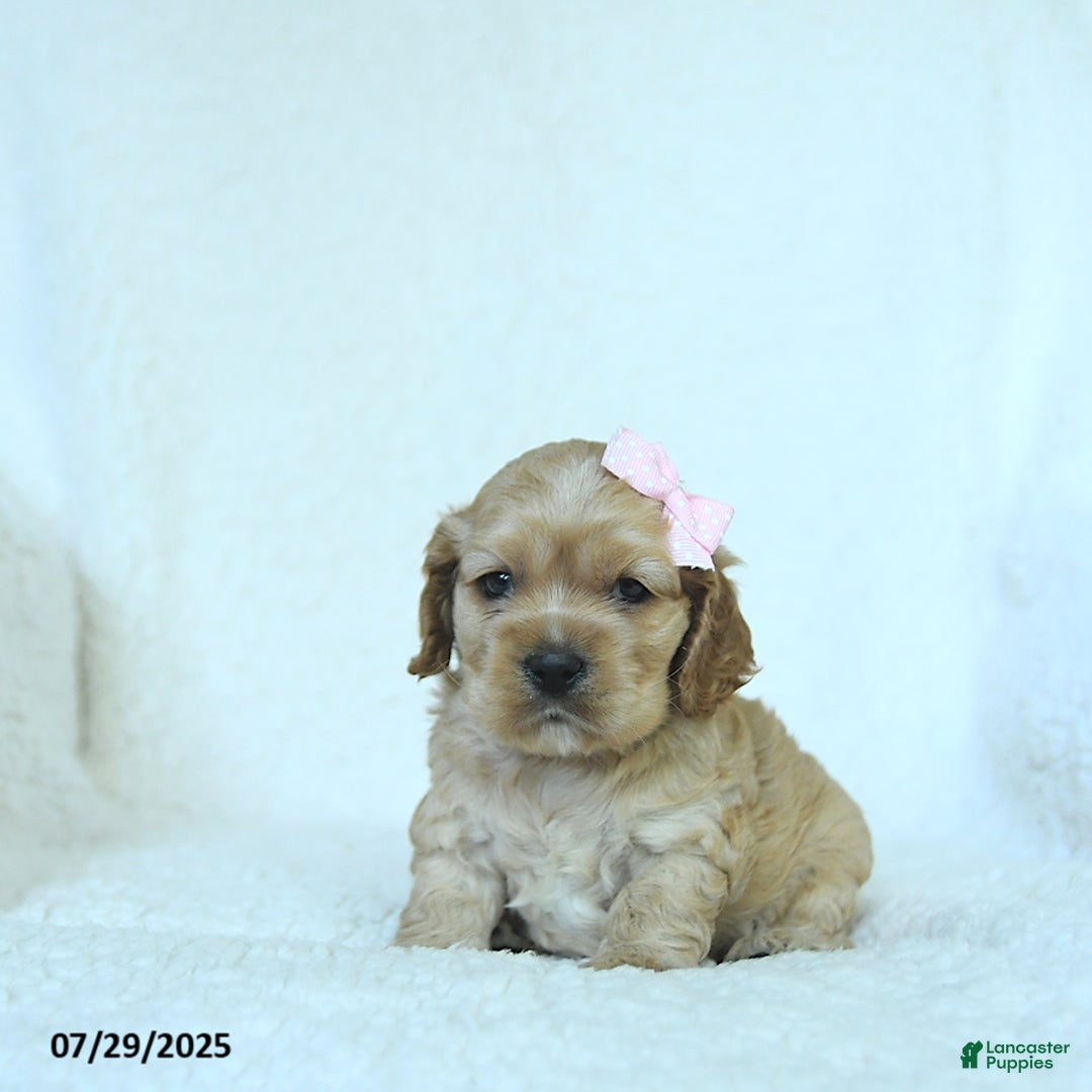 Cocker Spaniel dogs for sale: Scarlett - Image 4