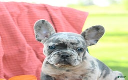 French Bulldog dogs for sale: Josie - Image 1