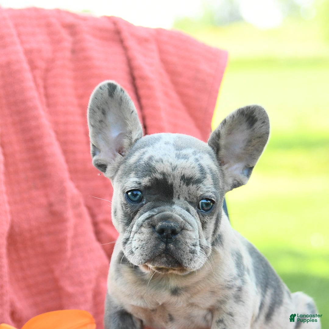 French Bulldog dogs for sale: Josie - Image 1