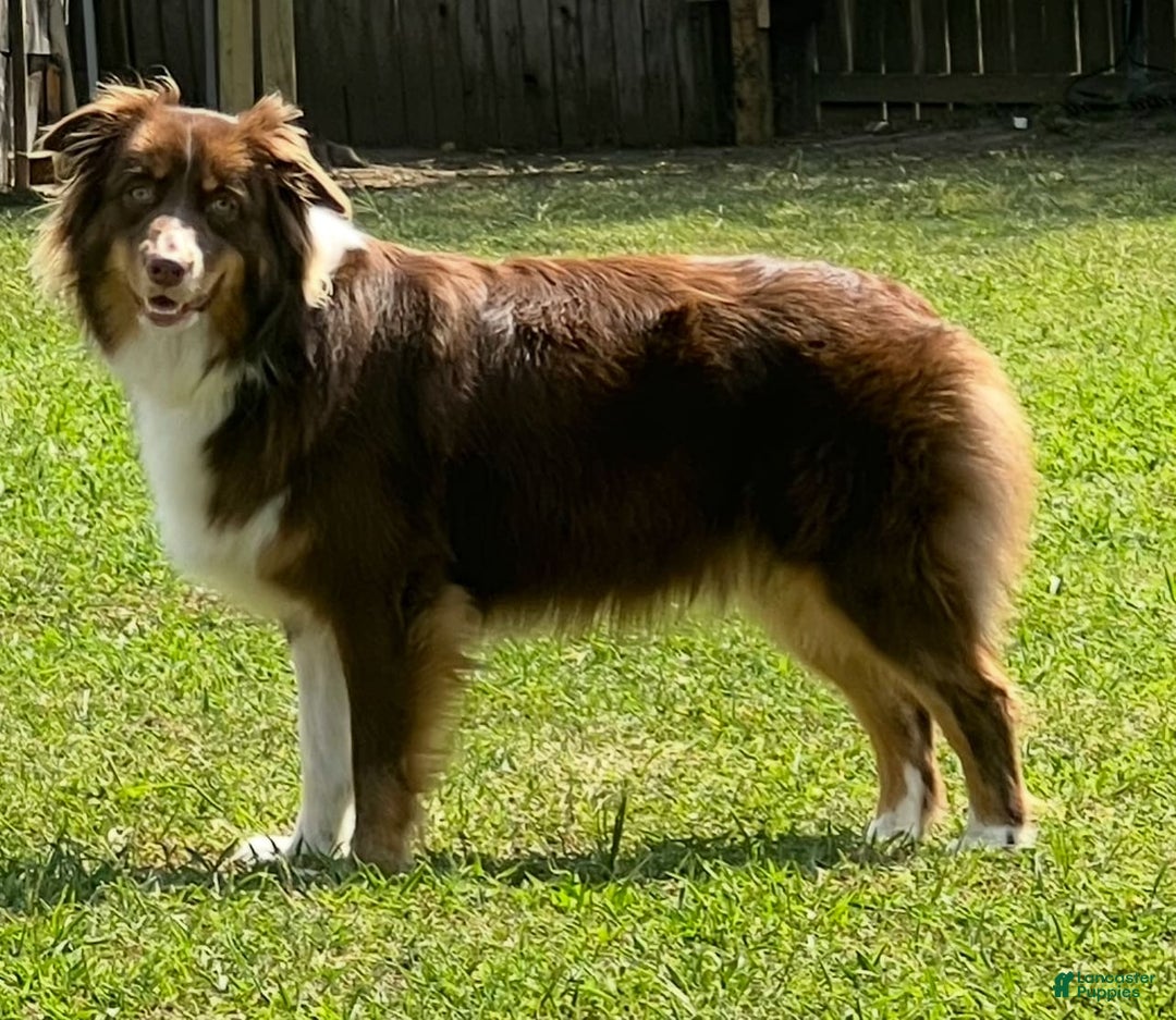 Australian Shepherd dogs for sale: Bella - Image 5