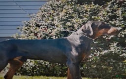 Doberman Pinscher dogs for sale: Champ - Image 8
