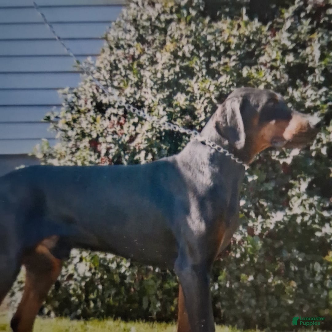 Doberman Pinscher dogs for sale: Champ - Image 8