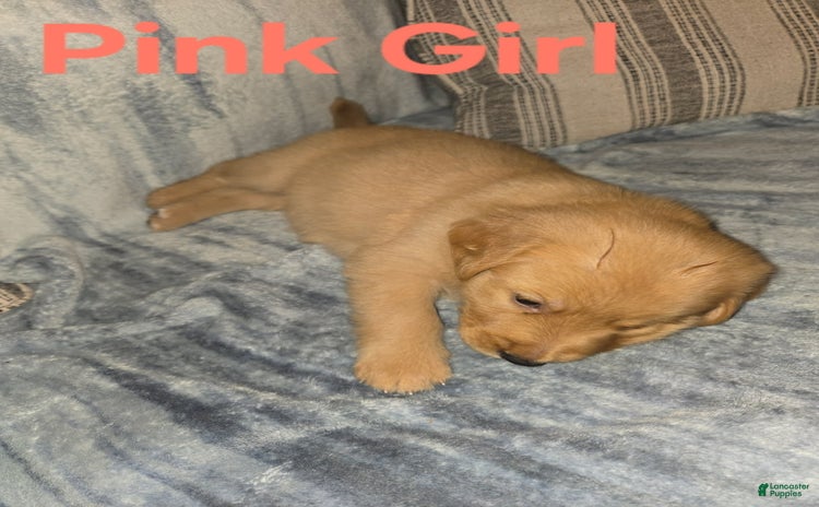 Golden Retriever dogs for sale - Ad 2