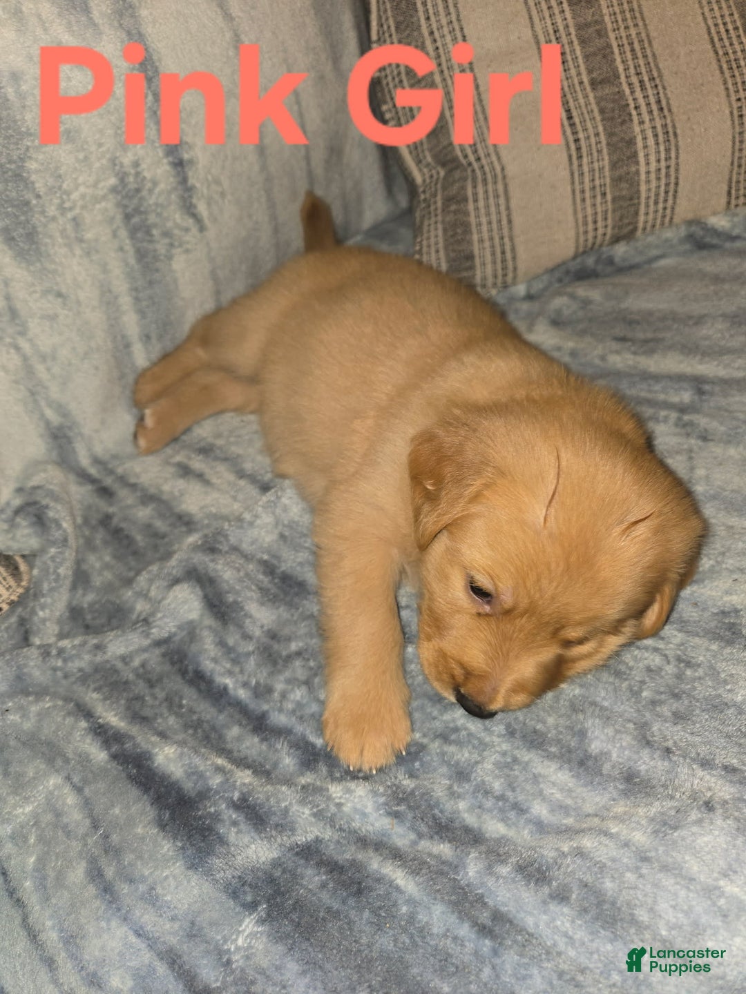 Golden Retriever dogs for sale: Pink Girl - Image 1