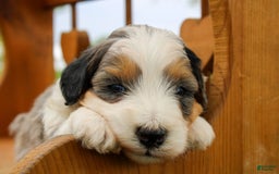 Mini Bernedoodle dogs for sale: Luke - Image 35