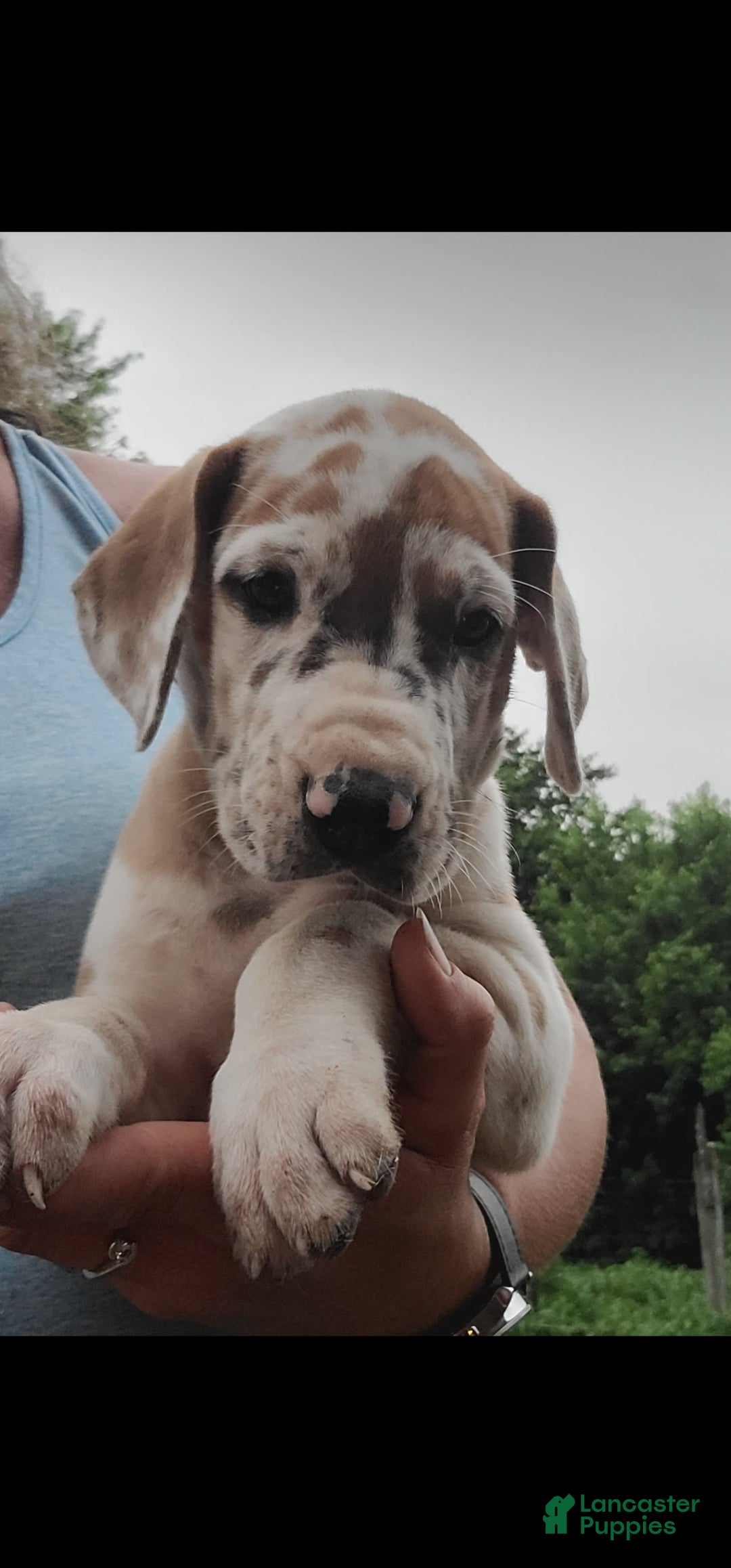 Great Dane dogs for sale: Ginger - Image 2