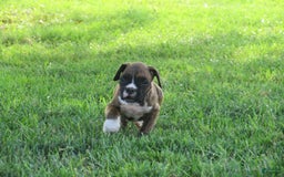 Boxer dogs for sale: Willow - Image 2