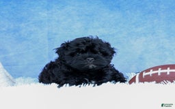 Shihpoo dogs for sale: Kia - Image 10