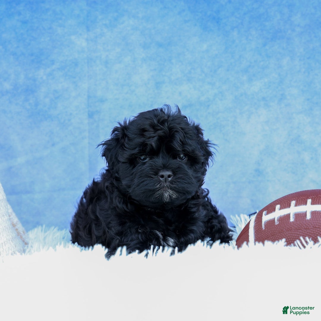 Shihpoo dogs for sale: Kia - Image 10