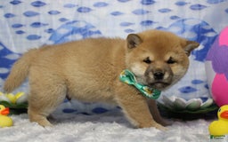 Shiba Inu dogs for sale: Larry - Image 27
