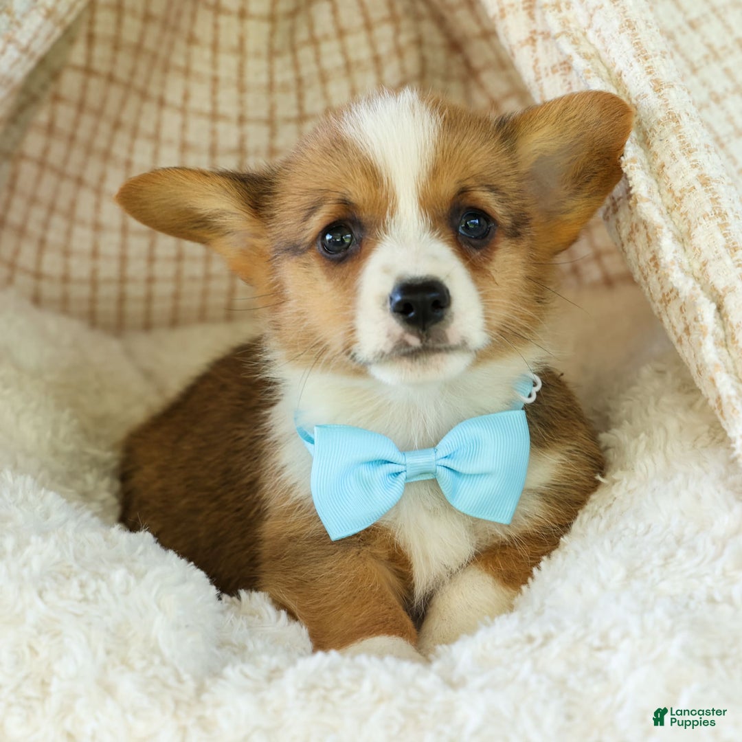 Welsh Corgi Pembroke dogs for sale: Griffin - Image 2