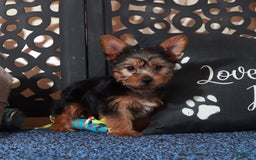 Yorkshire Terrier dogs for sale: Clark - Image 5