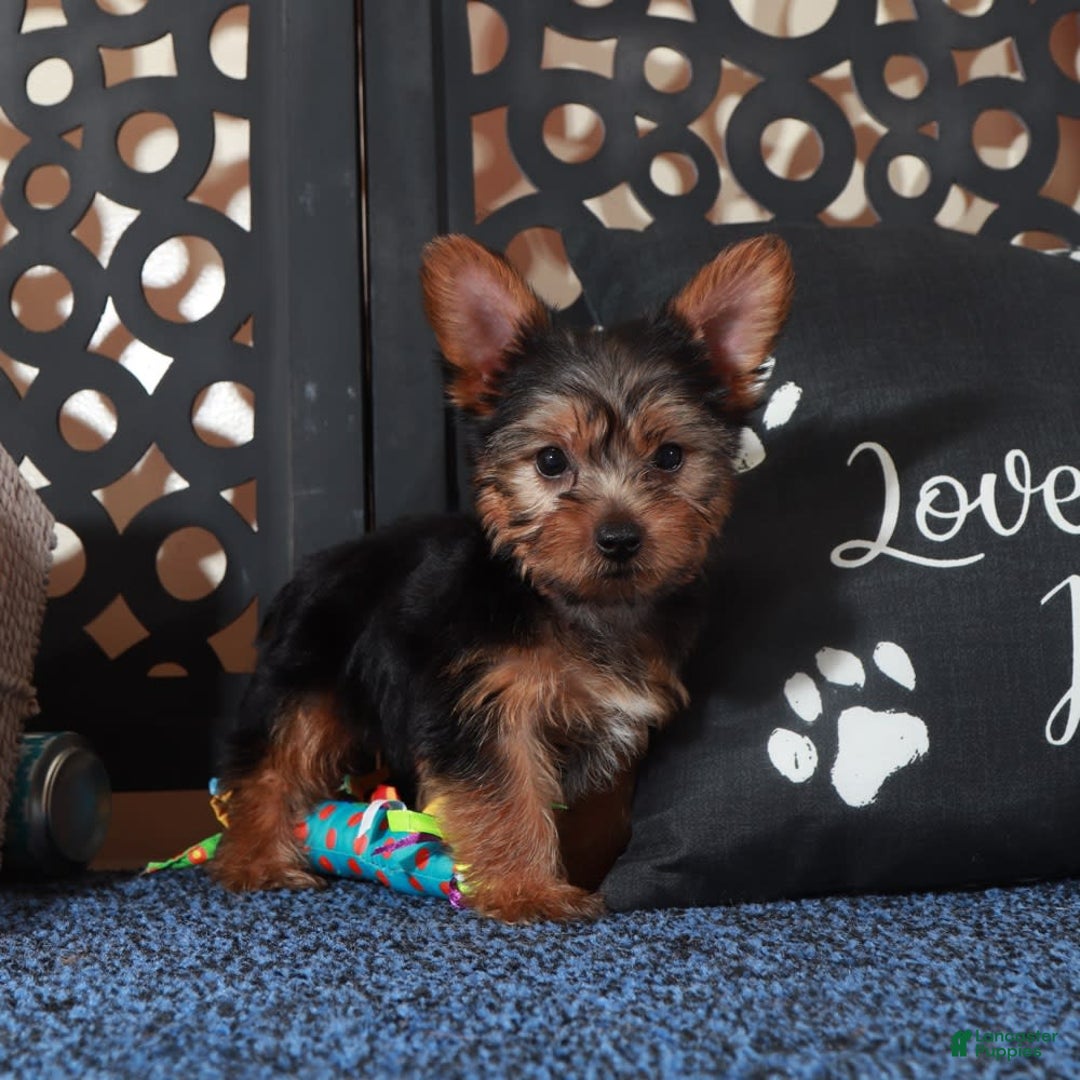 Yorkshire Terrier dogs for sale: Clark - Image 5
