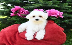 Maltese dogs for sale: Frisky - Image 3