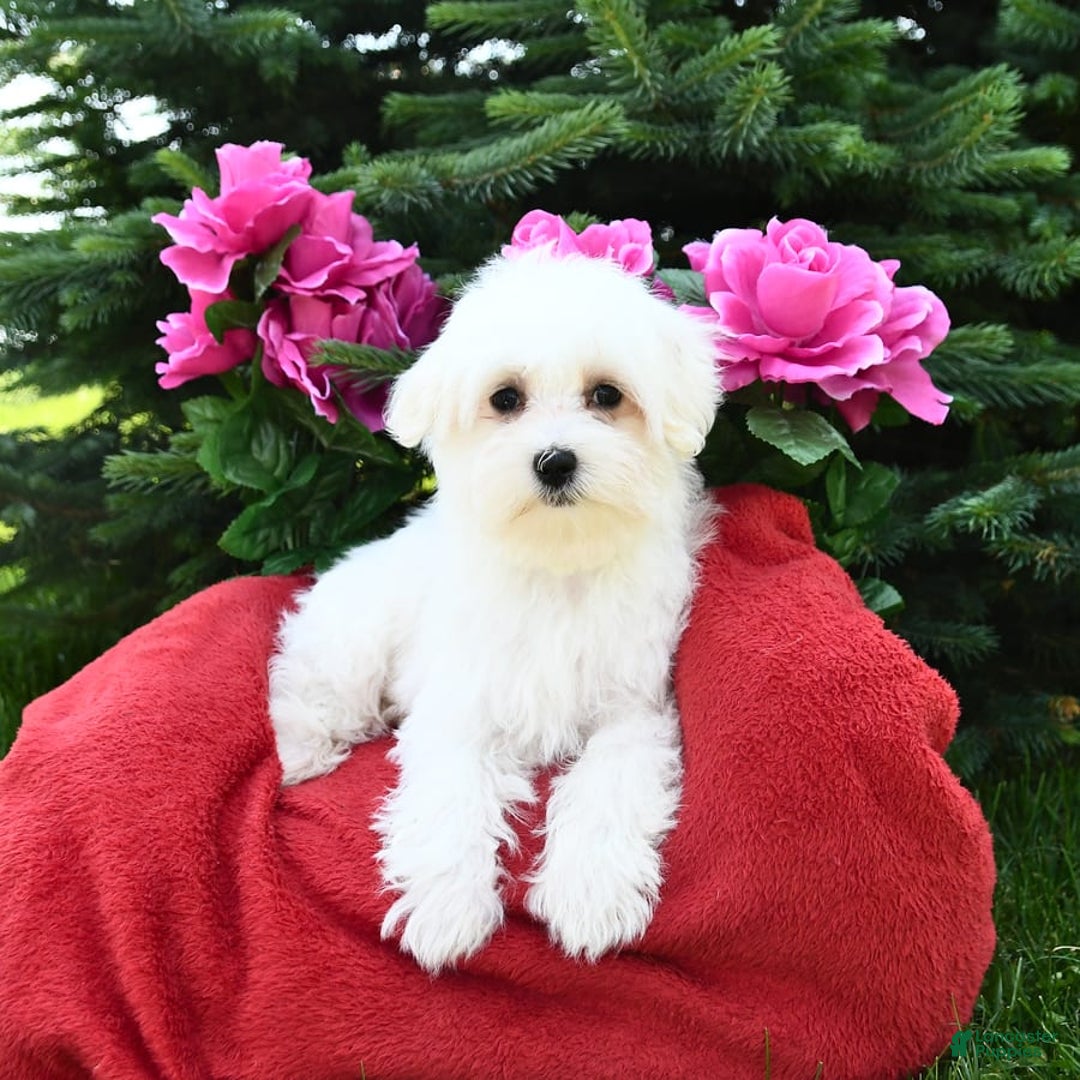 Maltese dogs for sale: Frisky - Image 3