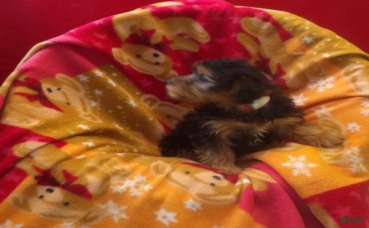 Yorkshire Terrier dogs for sale - Ad 3