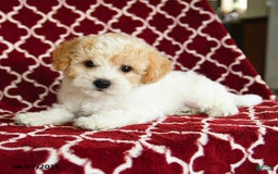 Yochon dogs for sale: Rosie House Raised - Image 4