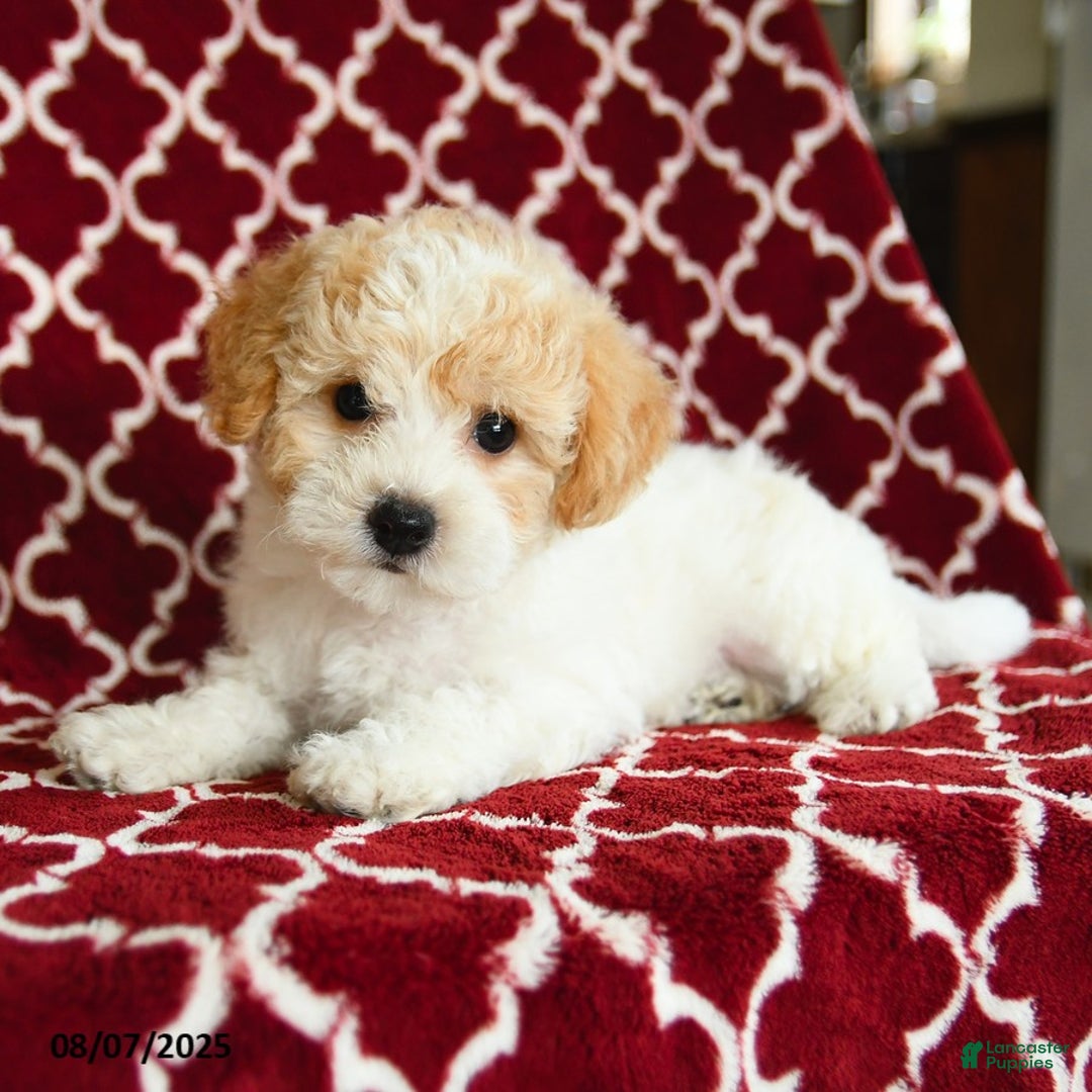 Yochon dogs for sale: Rosie House Raised - Image 4