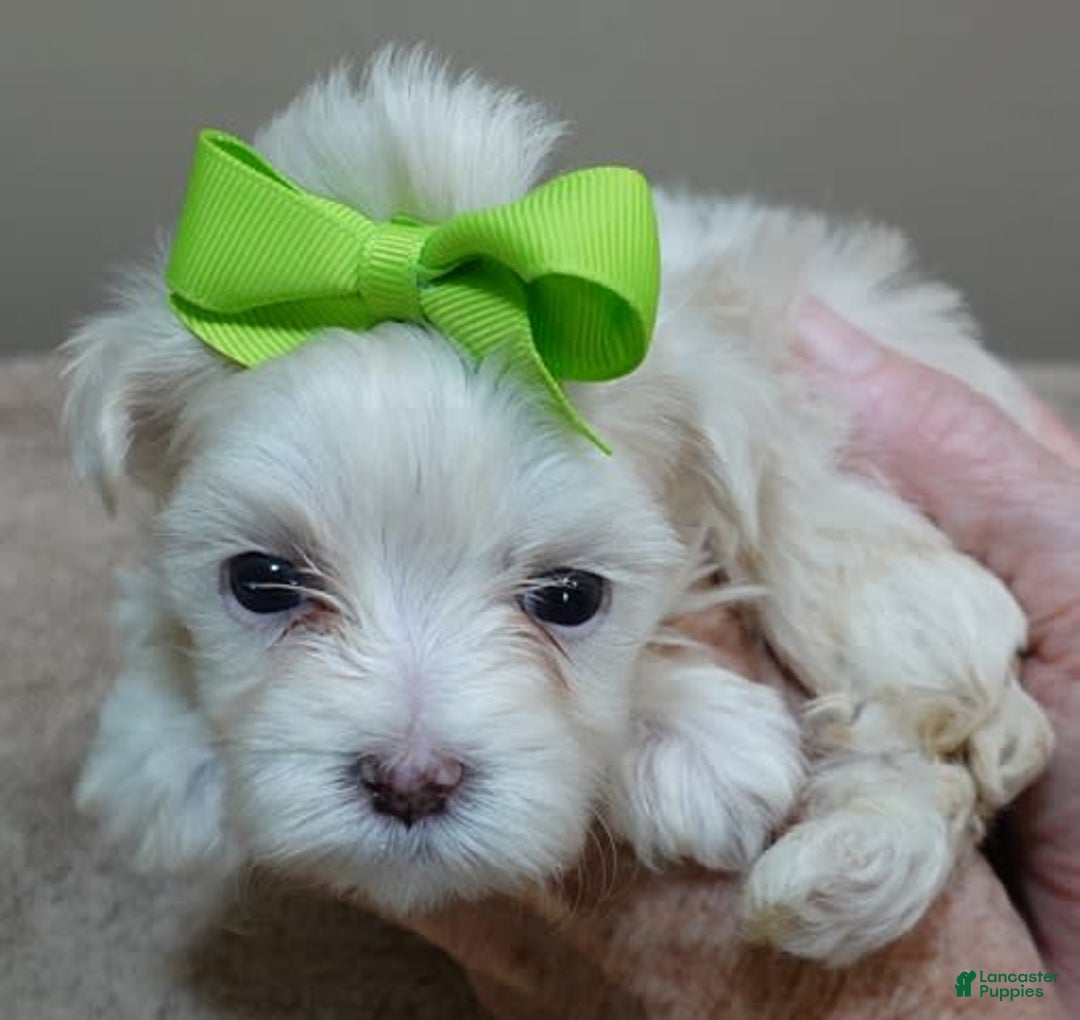 Maltese dogs for sale: Titan - Image 4