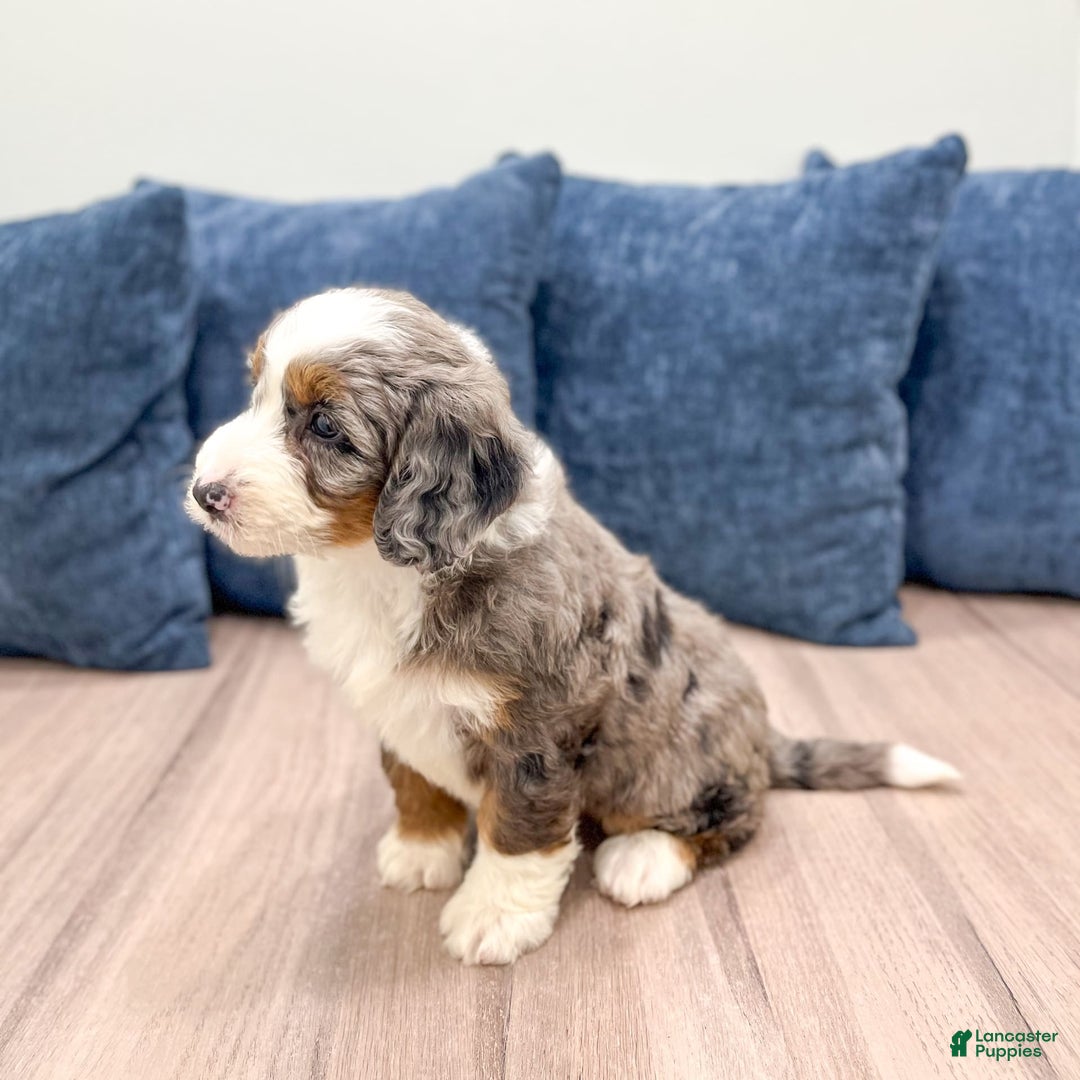 Mini Bernedoodle dogs for sale: Liberty - Image 4