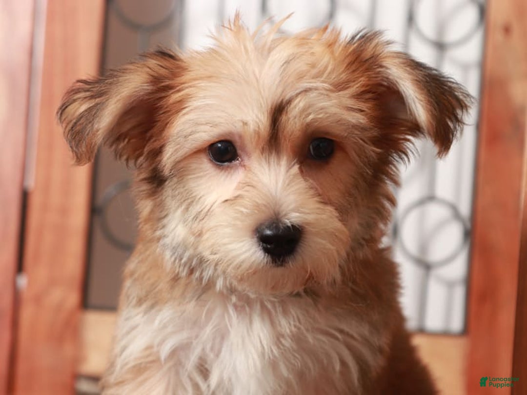 Yochon dogs for sale: Hudson - Image 1