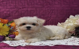 Maltese dogs for sale: Greg - Image 2