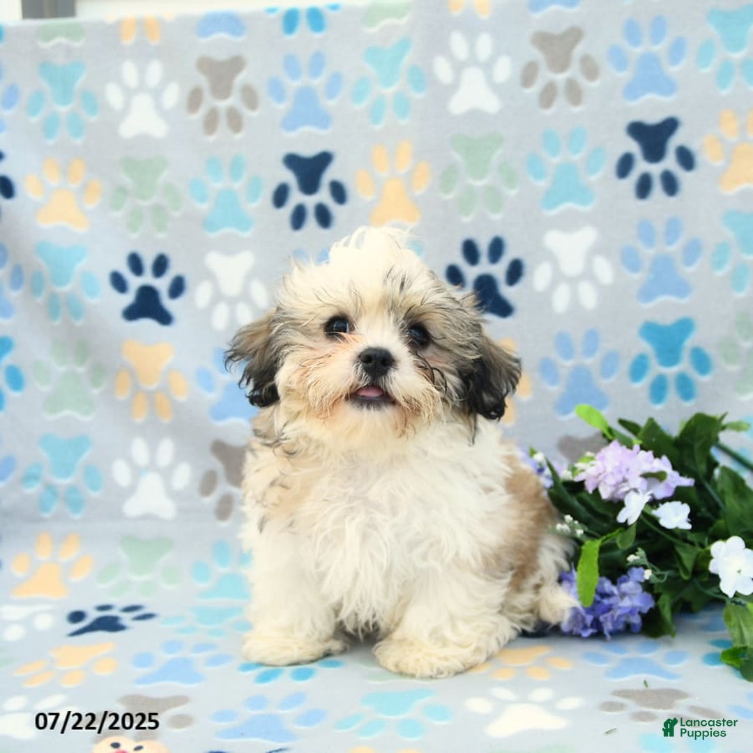 Shih Tzu dogs for sale: Benji - Image 8