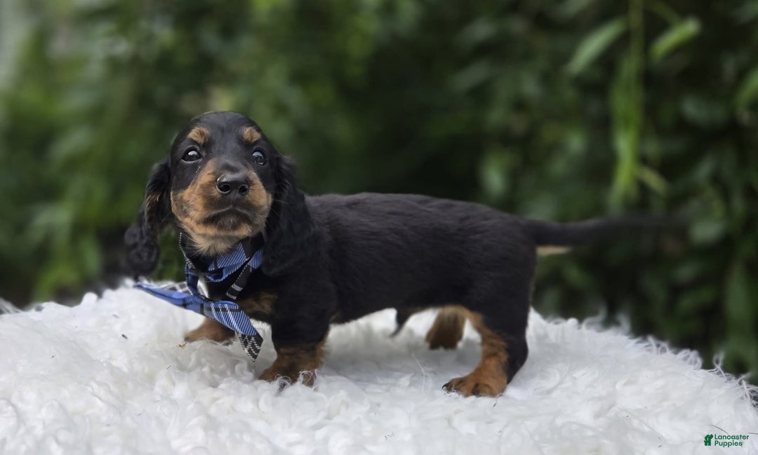 Miniature Dachshund dogs for sale: Bingo - Image 5