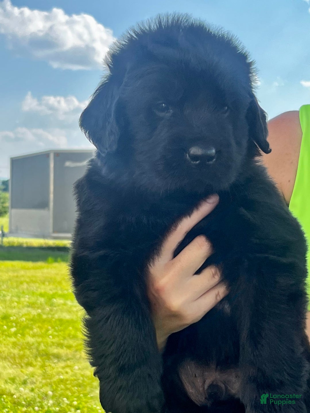 Newfoundland dogs for sale: Grey - Image 5