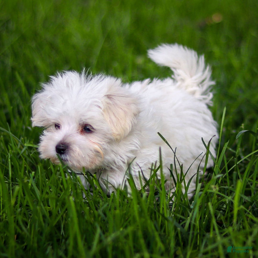 Maltese dogs for sale: Ash - Image 14
