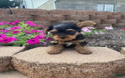 Yorkshire Terrier dogs for sale: Rocker - Image 1