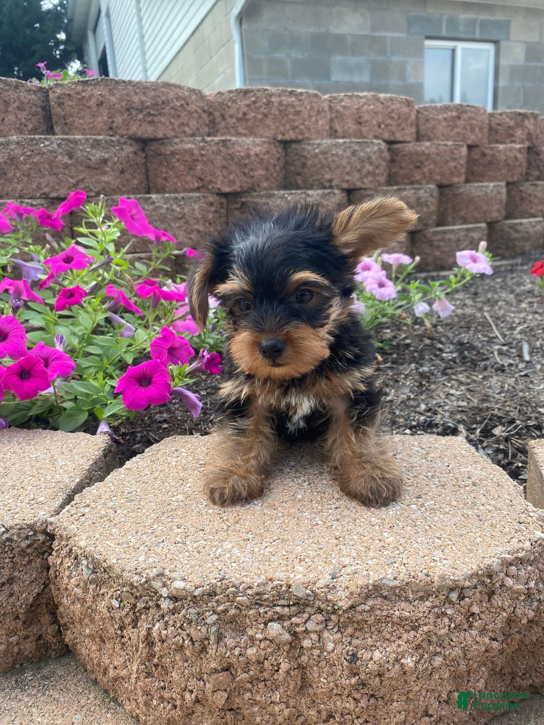 Yorkshire Terrier dogs for sale: Rocker - Image 1
