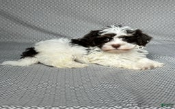 Havapoo dogs for sale: Ace - Image 5