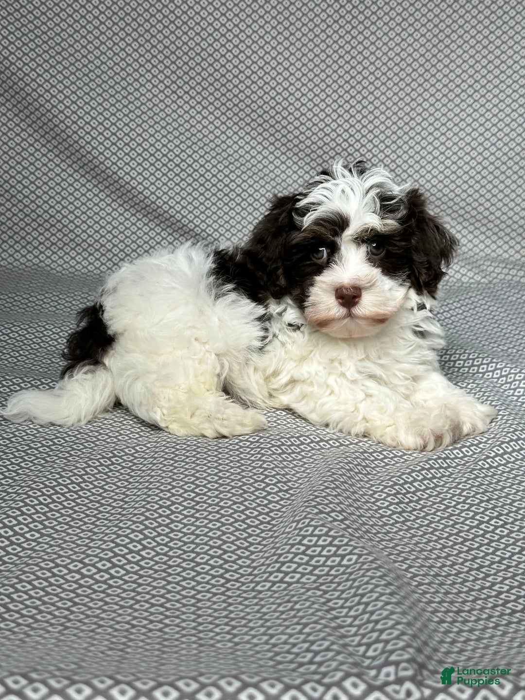 Havapoo dogs for sale: Ace - Image 5