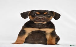 Beabull dogs for sale: Indie - Image 2