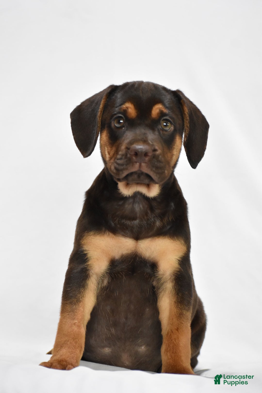 Beabull dogs for sale: Indie - Image 2