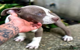 American Bully dogs for sale: "   Aaliyah" - Image 2