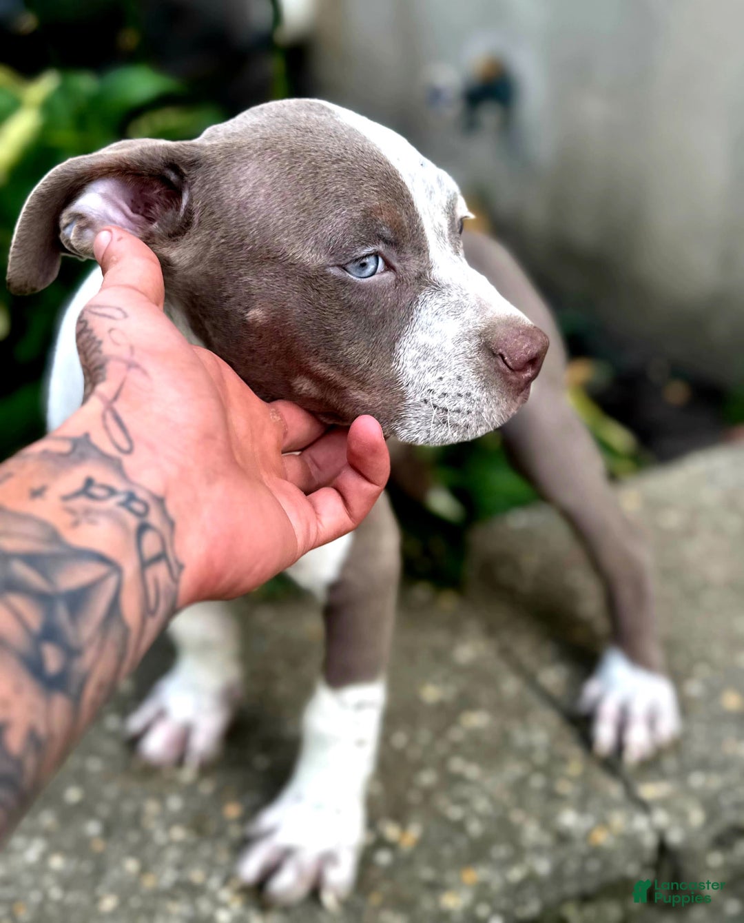 American Bully dogs for sale: "   Aaliyah" - Image 2