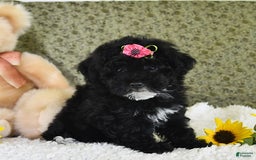 Havapoo dogs for sale: Lollipop - Image 10