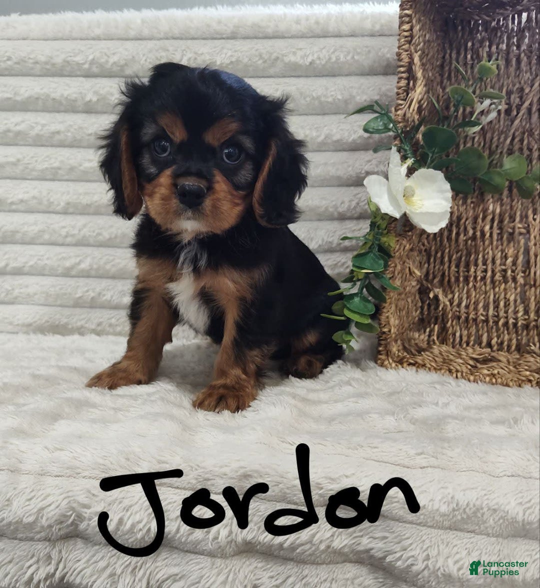Cavalier King Charles Spaniel dogs for sale: Jordan - Image 4