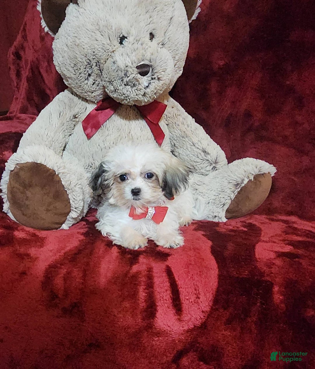 Malshi dogs for sale: Loki - Image 9