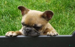 French Bulldog dogs for sale: Buddy - Image 10